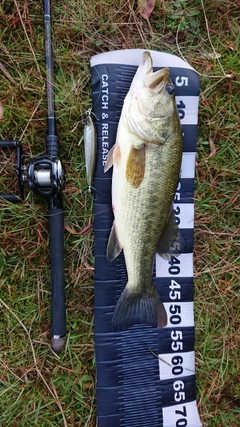 ブラックバスの釣果