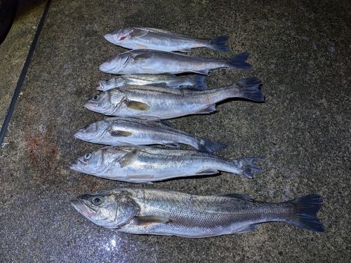 シーバスの釣果