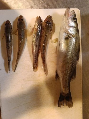 ハゼの釣果
