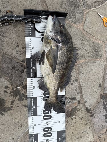クロダイの釣果
