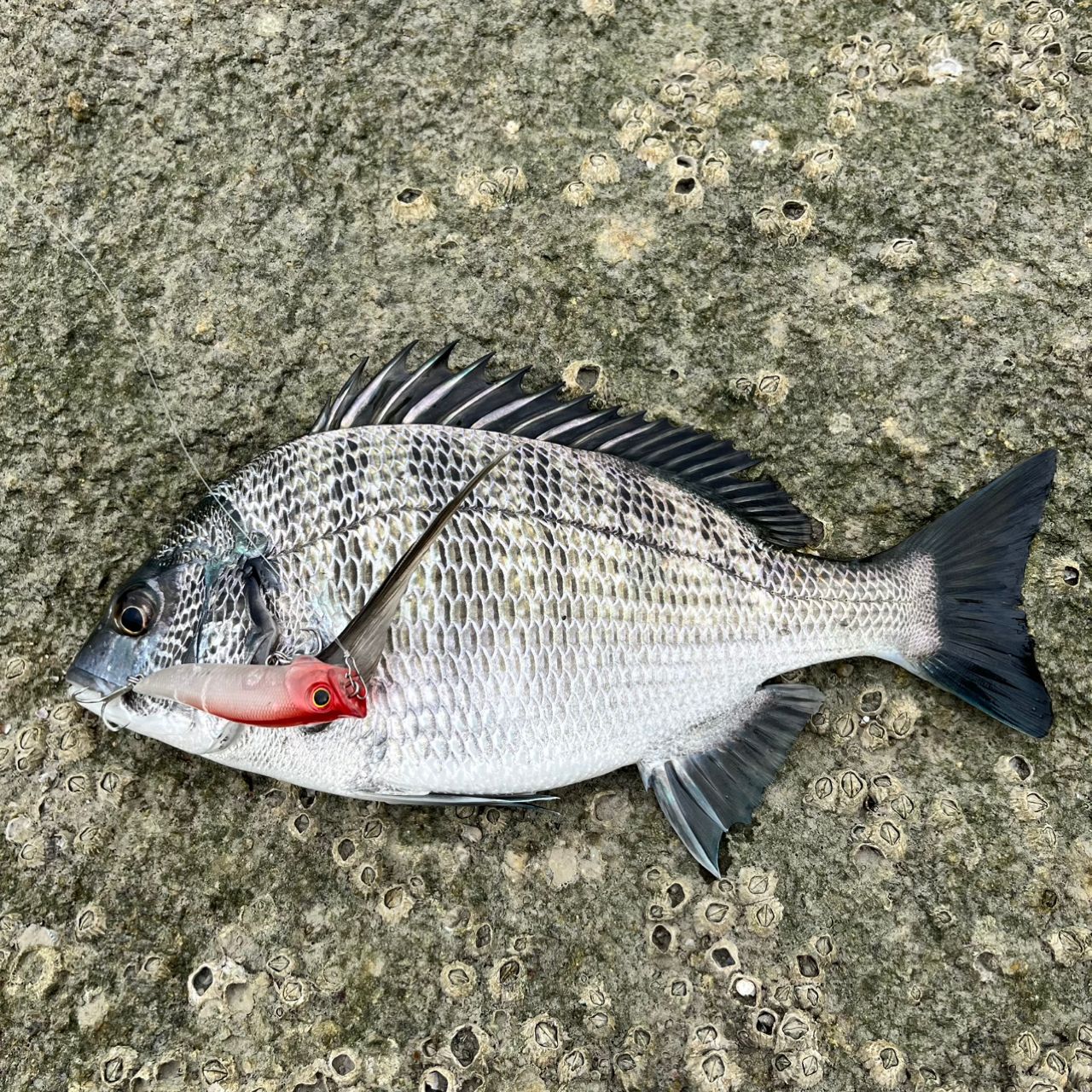 SHIMANO 19ソルティーアドバンス AJING S610L-Sの最安値・インプレ