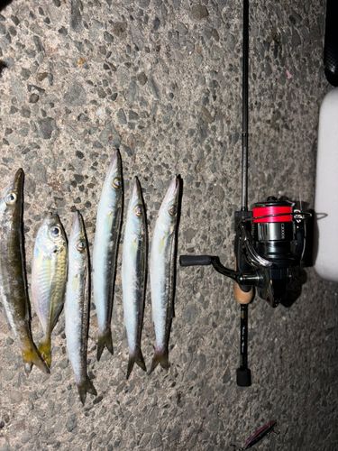 アカカマスの釣果
