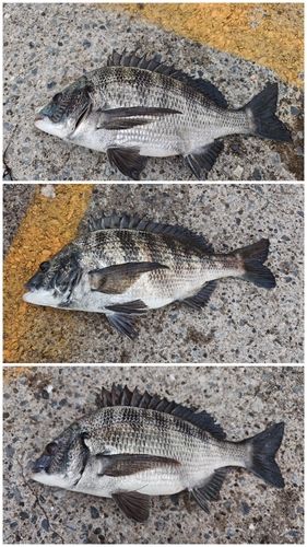 クロダイの釣果