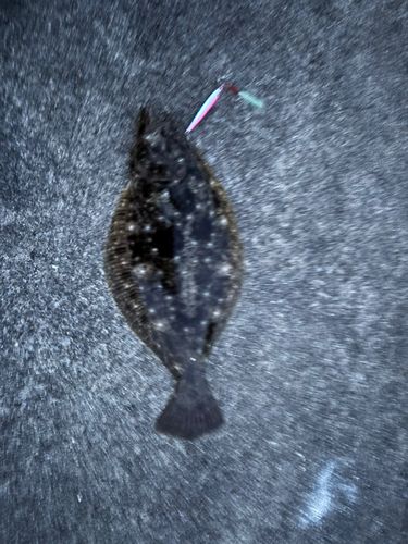 ヒラメの釣果