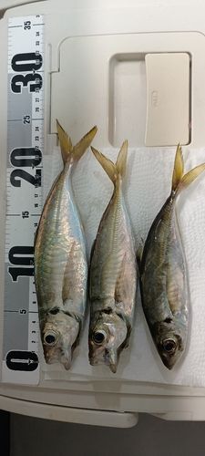 アジの釣果