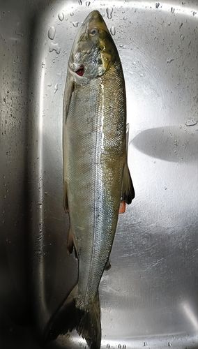 ウグイの釣果