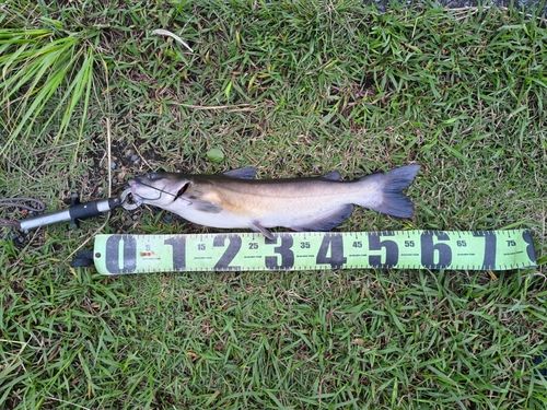アメリカナマズの釣果