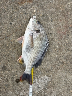 キチヌの釣果