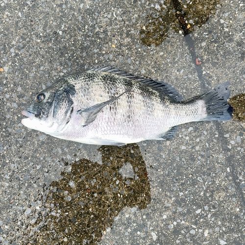 クロダイの釣果