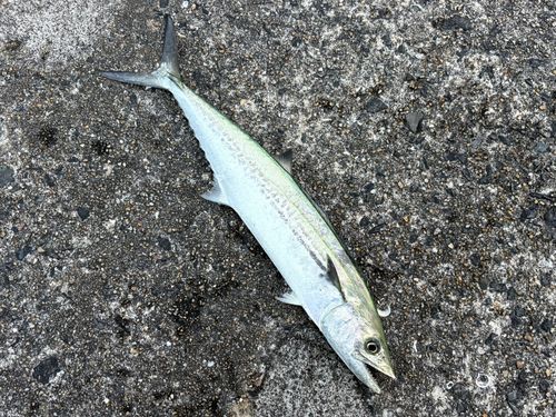 サゴシの釣果