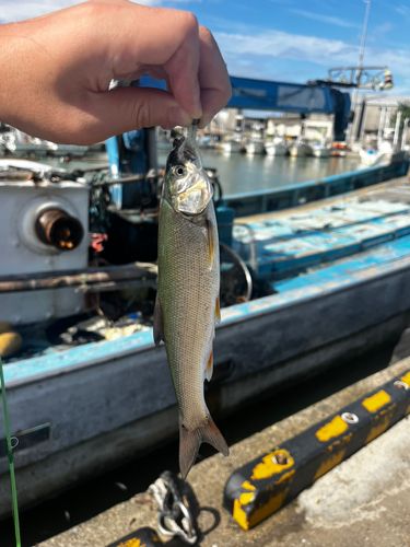 ウグイの釣果