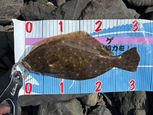 ソゲの釣果