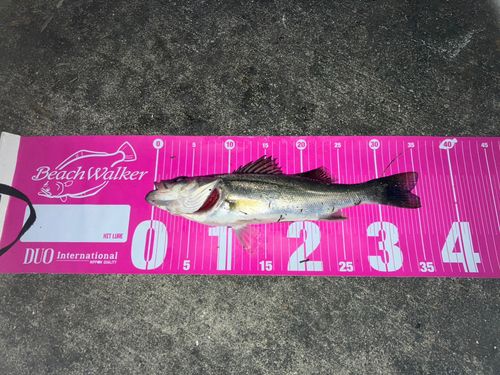 フッコ（マルスズキ）の釣果