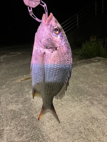 キビレの釣果