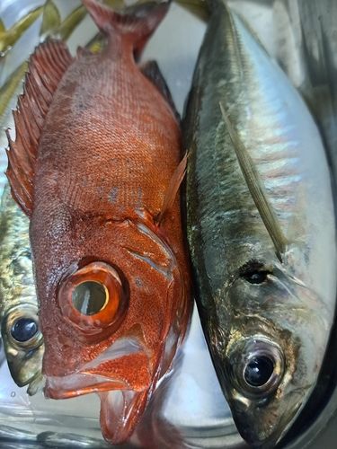 マアジの釣果