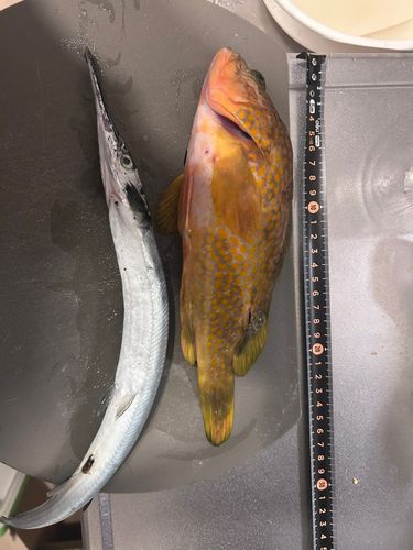 キジハタの釣果
