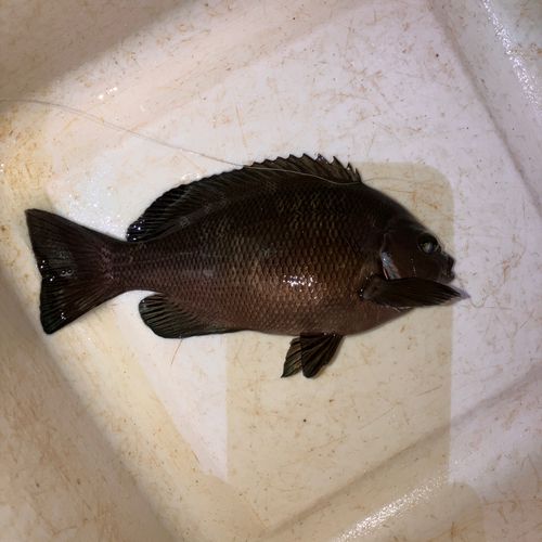 メジナの釣果