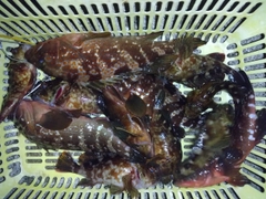 アコウの釣果