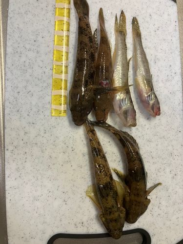 ハゼの釣果