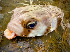 イシガキフグの釣果