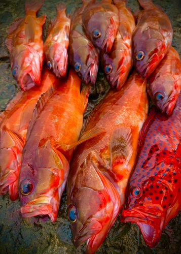 アカハタの釣果