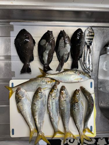 コノシロの釣果