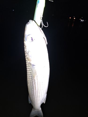 ボラの釣果