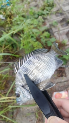 マハゼの釣果