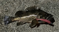 ガヤの釣果