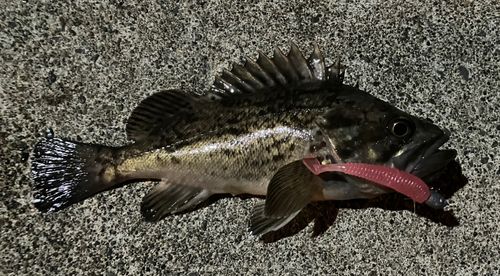 ガヤの釣果
