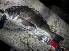 チヌの釣果