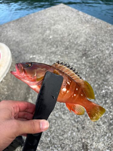 アカハタの釣果