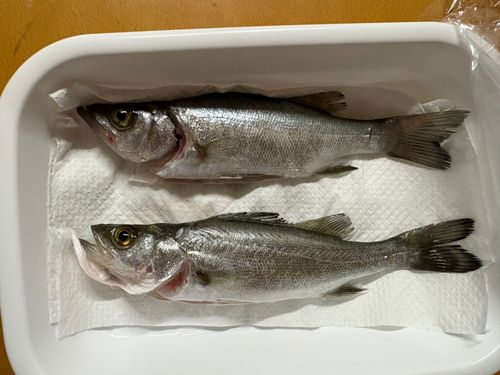 セイゴ（ヒラスズキ）の釣果