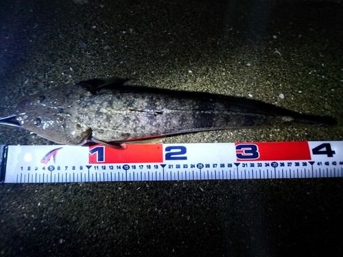 マゴチの釣果