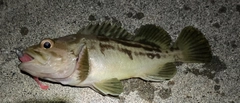 シマゾイの釣果