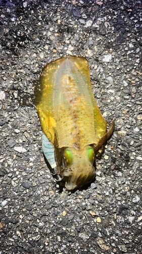 アオリイカの釣果