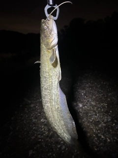 ナマズの釣果