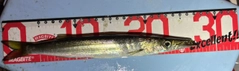 カマスの釣果