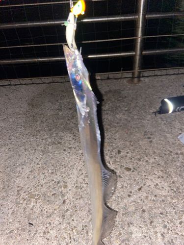 タチウオの釣果