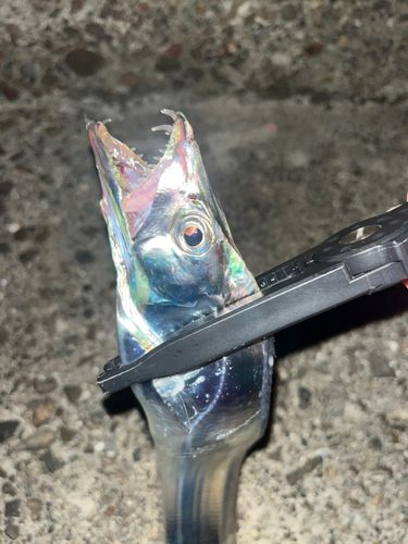 タチウオの釣果