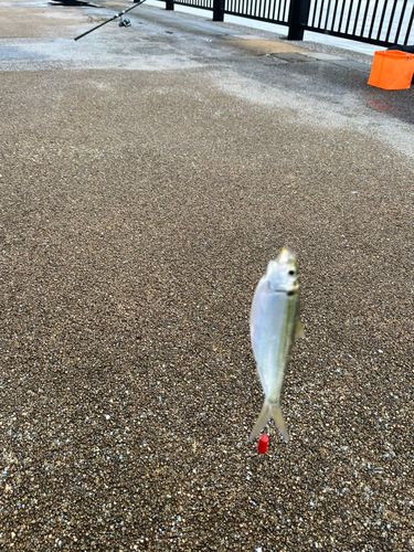 サッパの釣果