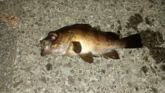 メバルの釣果
