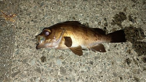 メバルの釣果