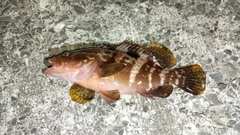 キジハタの釣果