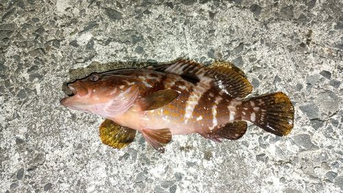 キジハタの釣果