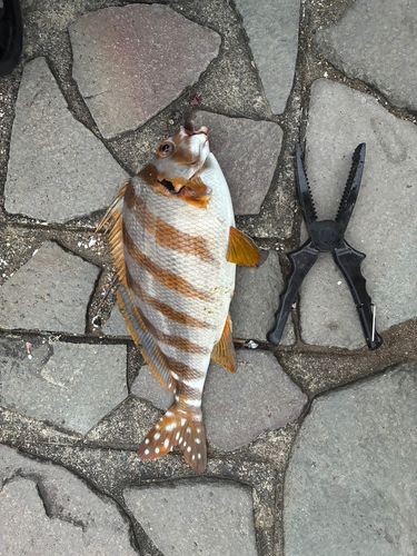 タカノハダイの釣果