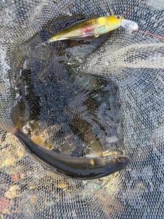 アユの釣果