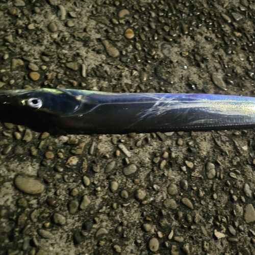 タチウオの釣果