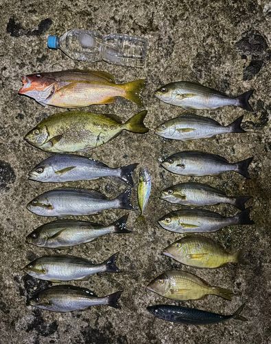 イサキの釣果
