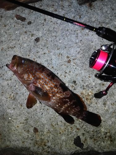 キジハタの釣果
